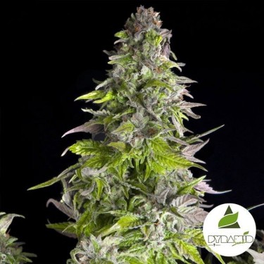 Comprar Romulan de Pyramid Seeds - Grow Barato