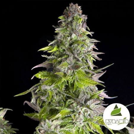 Comprar Romulan de Pyramid Seeds - Grow Barato