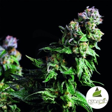 Comprar Purple Urkle de Pyramid Seeds - Grow Barato
