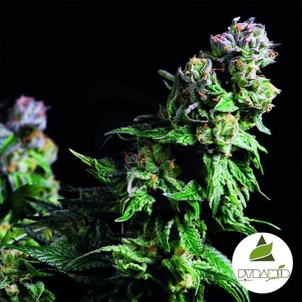 Purple Urkle