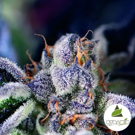 Comprar Cookies USA Pyramid Seeds Feminizada - Grow Barato Comprar Cookies USA Pyramid Seeds Feminizada - Grow Barato
