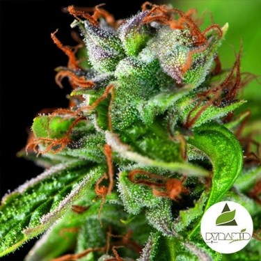 Comprar Double OG Haze de Pyramid Seeds - Grow Barato