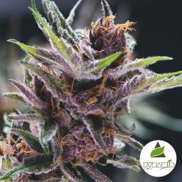Comprar Black Cherry Punch de Pyramid Seeds - Grow Barato