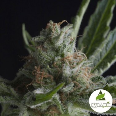Comprar Shark CBD Pyramid Seeds Feminizada - Grow Barato