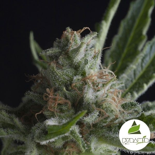 Comprar Shark CBD Pyramid Seeds Feminizada - Grow Barato