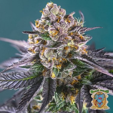 Red Strawberry Banana Auto Sweet Seeds - Grow Barato