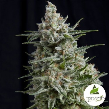 Comprar Anesthesia CBD de Pyramid Seeds - Grow Barato