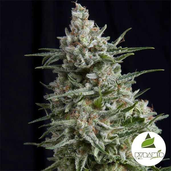 Comprar Anesthesia CBD de Pyramid Seeds - Grow Barato