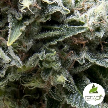 Comprar Auto New York City CBD Pyramid Seeds - Grow Barato Comprar Auto New York City CBD Pyramid Seeds - Grow Barato