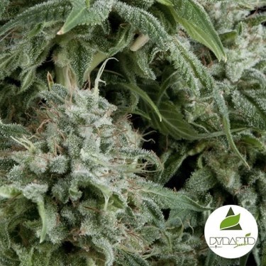 Auto Northern Lights CBD de Pyramid Seeds - Grow Barato