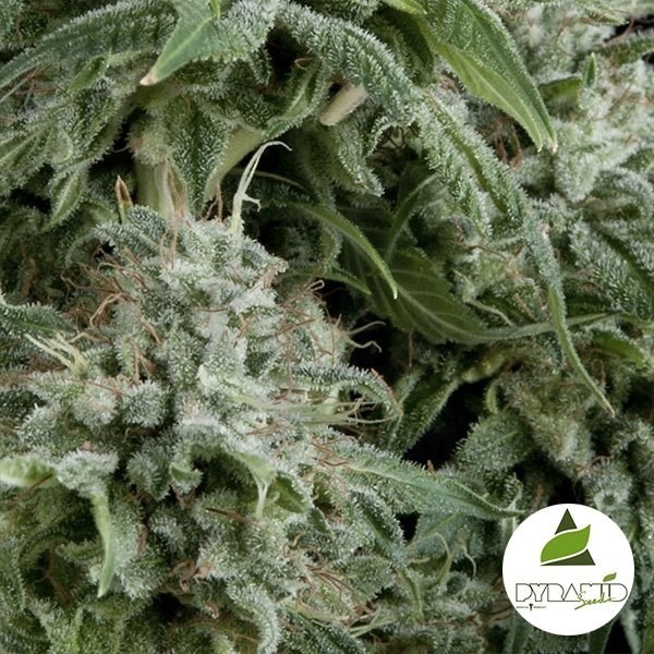 Auto Northern Lights CBD de Pyramid Seeds - Grow Barato