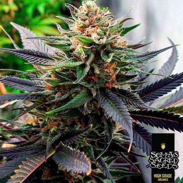Plante de cannabis Lavender