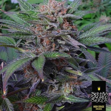 Somango variedad feminizada de Soma Seeds - Grow Barato