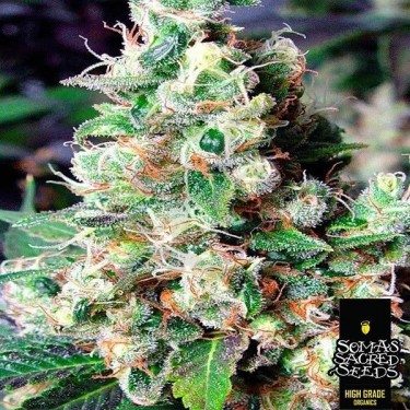 NYC Diesel variedad feminizada de Soma Seeds - Grow Barato