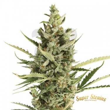 7th Wave de Super Strains 100% feminizada - Grow Barato