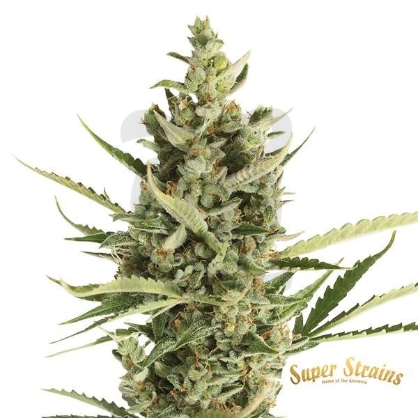 7th Wave de Super Strains 100% feminizada - Grow Barato