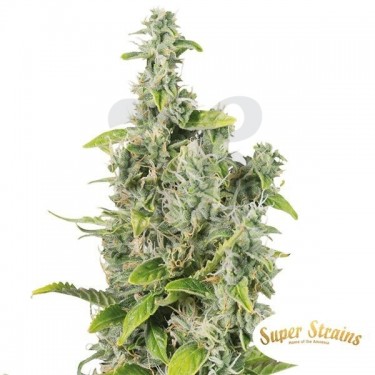 Next of Kin Super Strains 100% feminizada - Grow Barato