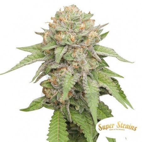 Enemy of the State Super Strains feminizada - Grow Barato Enemy of the State Super Strains feminizada - Grow Barato