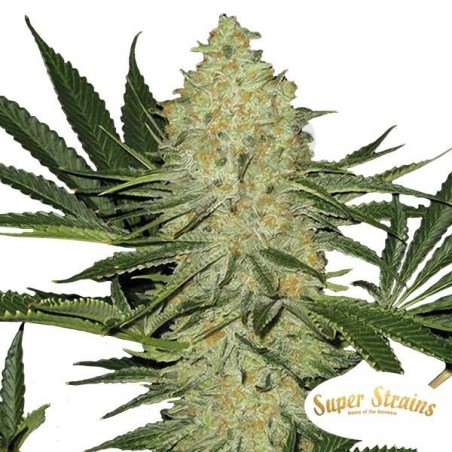 La Cucaracha de Super Strains 100% feminizada - Grow Barato La Cucaracha de Super Strains 100% feminizada - Grow Barato