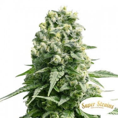 Amnesia Super Strains 100% feminizada - Grow Barato