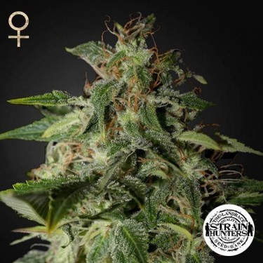 Afgooey de Strain Hunters Seed Bank - Grow Barato