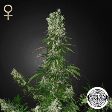 White Strawberry Skunk de Strain Hunters Seed - Grow Barato