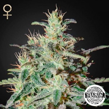 White Lemon de Strain Hunters Seed Bank - Grow Barato