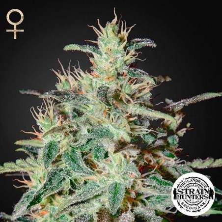 White Lemon de Strain Hunters Seed Bank - Grow Barato