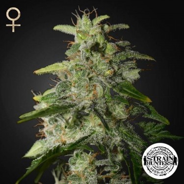 Money Maker de Strain Hunters Seed Bank - Grow Barato