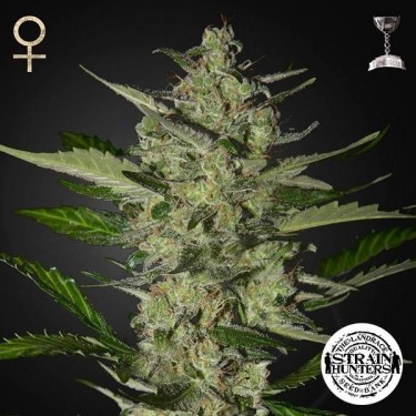 Flowerbomb Kush de Strain Hunters Seed Bank - Grow Barato