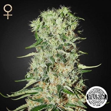 Damnesia de Strain Hunters Seed Bank - Grow Barato