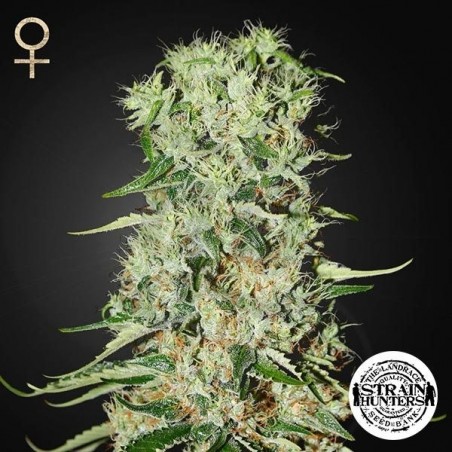 Damnesia de Strain Hunters Seed Bank - Grow Barato Damnesia de Strain Hunters Seed Bank - Grow Barato