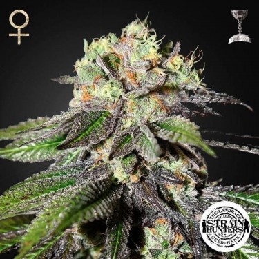 Caboose feminizada de Strain Hunters Seeds - Grow Barato