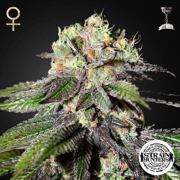 Caboose feminizada de Strain Hunters Seeds - Grow Barato