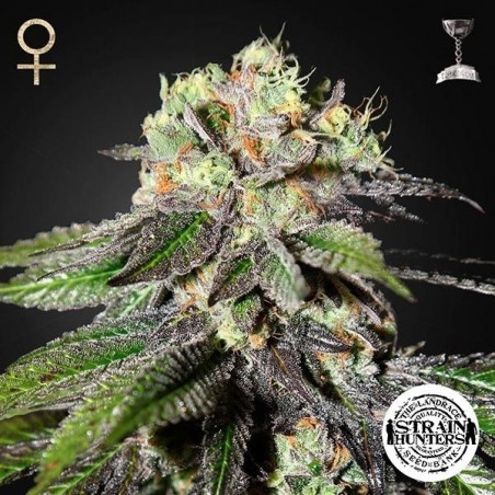 Caboose feminizada de Strain Hunters Seeds - Grow Barato