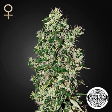 Big Tooth Fem de Strain Hunters Seed Bank - Grow Barato