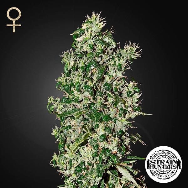 Big Tooth Fem de Strain Hunters Seed Bank - Grow Barato