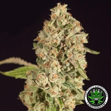 OG Reek'n de The Devil's Harvest Seeds - Grow Barato