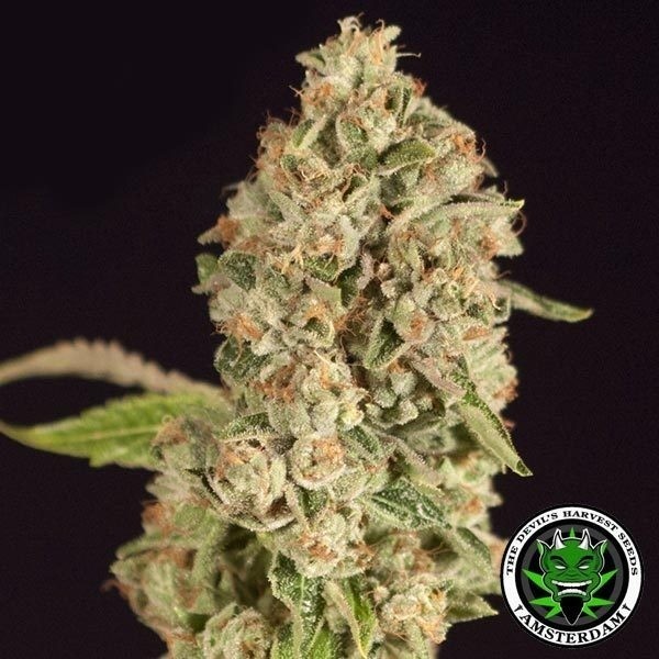 OG Reek'n de The Devil's Harvest Seeds - Grow Barato