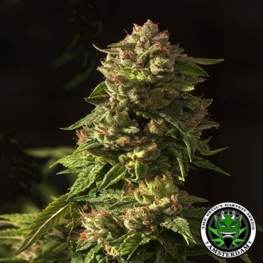 Fallen Angel de The Devil's Harvest Seeds - Grow Barato