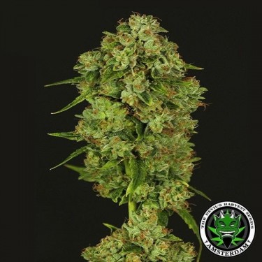 Casey Jones de The Devil's Harvest Seeds - Grow Barato