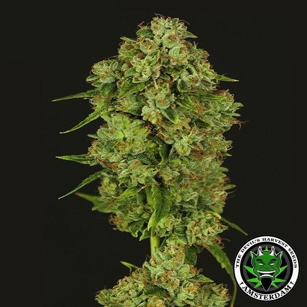 Casey Jones de The Devil's Harvest Seeds - Grow Barato