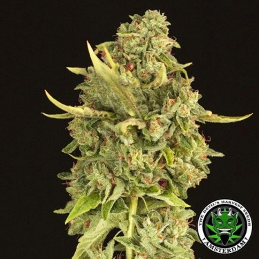 Hell's Bells regular Devil's Harvest seeds - Grow Barato