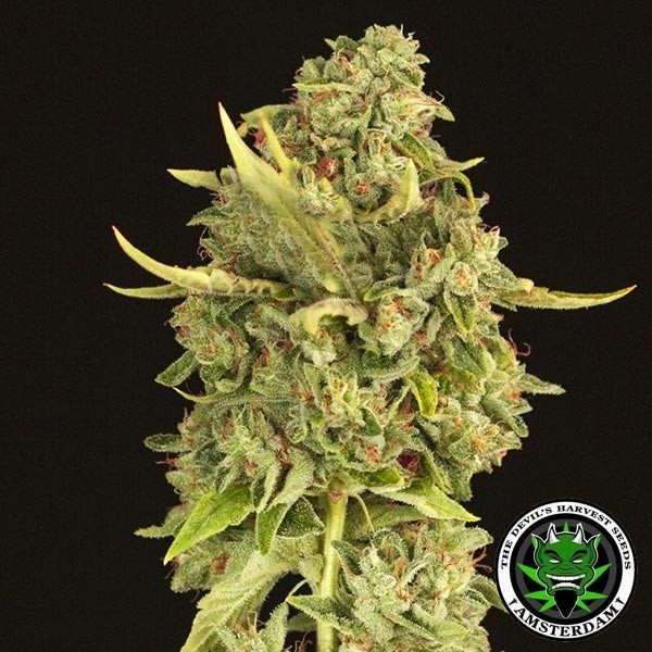 Hell's Bells regular Devil's Harvest seeds - Grow Barato