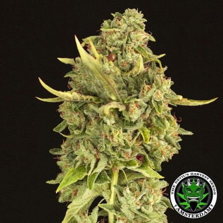 Hell's Bells regular Devil's Harvest seeds - Grow Barato Hell's Bells regular Devil's Harvest seeds - Grow Barato