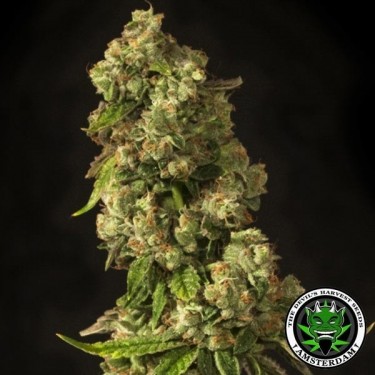 John Doe Regular de Devil's Harvest Seeds - Grow Barato