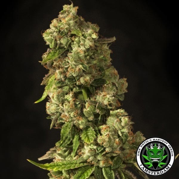 John Doe Regular de Devil's Harvest Seeds - Grow Barato