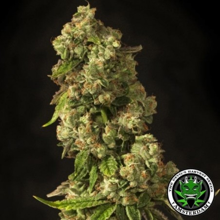 John Doe Regular de Devil's Harvest Seeds - Grow Barato John Doe Regular de Devil's Harvest Seeds - Grow Barato