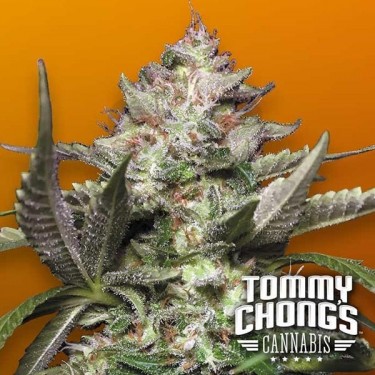 Auto Kong 4 Paradise Seeds Autofloreciente - Grow Barato