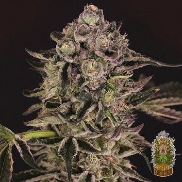 Comprar Quick Sherbet de Exotic Seed - Grow Barato